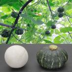 野菜の苗26年4月下旬予約カボチャ...