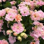 春の鉢花予約カランコエクイーンロー...