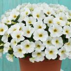 草花の苗26年4月上旬予約ペチュニ...