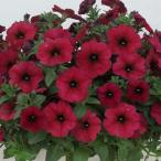 草花の苗26年4月上旬予約ペチュニ...