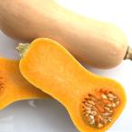 野菜の苗26年4月下旬予約カボチャ...