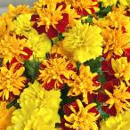 草花の苗26年3月中下旬予約マリー...