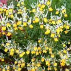 草花の苗26年3月中下旬予約ネメシ...