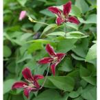 クレマチスの苗26年2月中下旬予約...