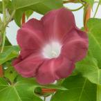 草花の苗26年5月中下旬予約アサガ...