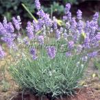 ハーブの苗/25年10月中下旬予約...