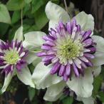 クレマチスの苗26年2月中下旬予約...