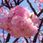 花木 庭木の苗/25年12月上中旬予約 
