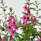 草花の苗26年5月中下旬予約アンゲ...