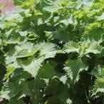  овощи. рассада 26 год 4 месяц сверху . предварительный заказ синий ..( голубой jiso* синий фиолетовый .)3-3.5 номер pot 