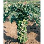 野菜の苗/25年6月中下旬予約 プチヴェールホワイト 3号ポット