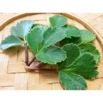  овощи. рассада 26 год 3 месяц средний последняя декада предварительный заказ - ma bow fu(.. способ )3 номер pot *