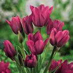 球根/25年9月中下旬予約チューリ...