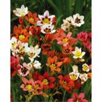 球根/25年9月中下旬予約スパラキ...