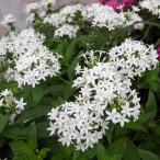 草花の苗 26年4月下旬予約 ペンタス（高性） パニック