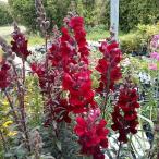 草花の苗26年3月中下旬予約金魚草...