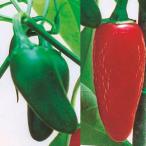 野菜の苗26年4月下旬予約世界のと...