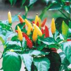 野菜の苗26年4月下旬予約世界のと...