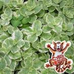 草花の苗26年4月上旬予約コリウス...