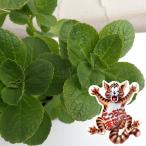 草花の苗26年4月上旬予約コリウス...