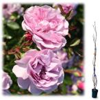 バラの苗/25年11月中下旬予約つ...