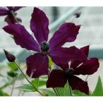 クレマチスの苗26年2月中下旬予約...