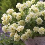 草花の苗26年4月上旬予約ペチュニ...