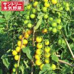 野菜の苗26年4月下旬予約トマトハ...