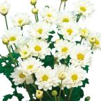 草花の苗/25年6月中下旬予約 手間なし菊苗：8月咲き小菊：白花4号ポット