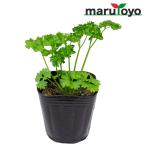 [ maru toyo. рассада ] петрушка машина li*pala крепление 9cm pot рассада [ овощи огород начинающий весна осень хобби bejitabru садоводство кухня ..]