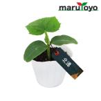 [ maru toyo. рассада ] огурец север .9cm pot рассада [ овощи огород начинающий весна хобби bejitabru садоводство кухня ..]