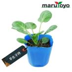 【マルトヨの苗】キャベツ 芽キャベツ 早生子持 9cmポット苗【野菜 家庭菜園 初心者 春 趣味 ベジタブル ガーデニング キッチン 菜園】