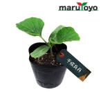 [ maru toyo. рассада ] леопард язык тысяч ...9cm pot рассада [ овощи огород начинающий весна хобби bejitabru садоводство кухня ..]