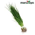  шар лук порей рассада . сырой jet Star 50шт.@[ рассада ][ лук репчатый ][tama лук-батун ][ лук ]