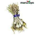  maru toyo. рассада высушенный лук-батун рассада 9 статья лук-батун 9 статья futoshi 30шт.@[ лук-батун ][.][ рассада ][..][ сухой ]