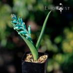 ラケナリア ヴィリディフローラ Lachenalia viridiflora 通販 実生 2.5号 ケープバルブ 南ア 球根 エリオクエスト
