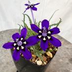 ラペイロージア オレオジーナ Lapeirousia Freesia laxa oreogena EQ1324