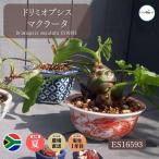 ドリミオプシス マキュラータ Drimiopsis maculata ES16593