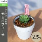 多肉植物 ハオルチア 光るオブツーサ Haworthia hybrid Hikaru