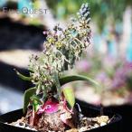 レデボウリア コリアセア Ledebouria coriacea DMC9654 通販 実生 2.5号 ケープバルブ 南ア 球根 エリオクエスト