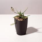 レデボウリア 不明種 Ledebouria sp IB13583 通販 実生 2.5号 ケープバルブ 南ア 球根 エリオクエスト