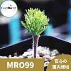 エリオスペルマム ケルビコルネ Eriospermum cervicorne MRO99 通販 実生 2.5号 ケープバルブ 南ア 球根 エリオクエスト