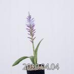 ラケナリア オーキオイデス グラウキナ変種 Lachenalia orchioides var. glaucina EQ458 通販 実生 2.5号 ケープバルブ 南ア 球根 エリオクエスト