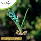 ラケナリア ヴィリディフローラ グリーンクラウン Lachenalia viridiflora EQ638 通販 実生 2.5号 ケープバルブ 南ア 球根 エリオクエスト