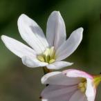 ストルマリア スピラリス Strumaria spiralis EQ730 通販 実生 2.5号 ケープバルブ 南ア 球根 エリオクエスト