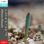 アルブカ ディルキュラ Albuca dilucula EQ811