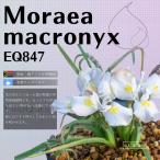 ケープバルブ モラエア マクロニクス Moraea macronyx EQ847