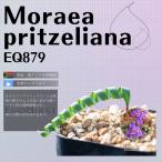 モラエア プリツェリアーナ Moraea pritzeliana EQ879 通販 実生 2.5号 ケープバルブ 南ア 球根 エリオクエスト