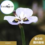 モラエア ギガンドラ Moraea gigandra EQ931