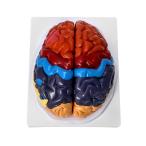 QWORK Life-Size Human Brain Anatomical Model  Color-Coded Partitioned Brain  2 Parts  Anatomically Accurate Brain Model for Science Classroom Study D